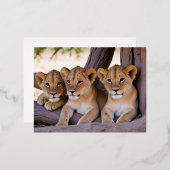 ライオンカブ動物自然野生動物気にの愛情 箔シーズンポストカード (正面/裏面)