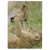 ライオンカブ遊ズ クリップボード (裏面)