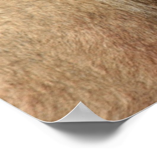 ライオンカブ ポスター (角)