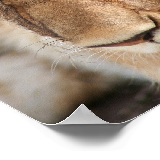 ライオンカブ ポスター (角)