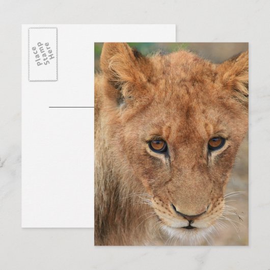 ライオンカブ ポストカード (正面/裏面)