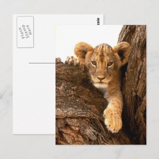 ライオンカブ ポストカード (正面/裏面)