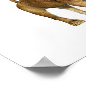 ライオンガール ポスター (角)