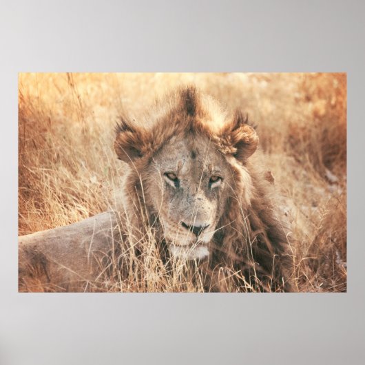 ライオンキングさん ポスター (正面)