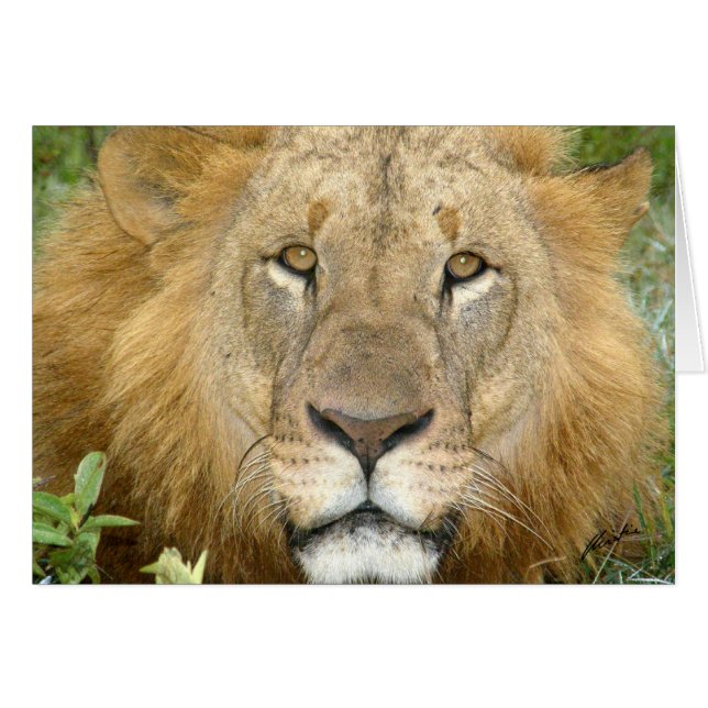 (ライオンクラブ)ライオンの顔(湖Nakuru、ケニヤ) (正面横)