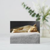 ライオンススリーピングポストカード ポストカード (スタンド正面)