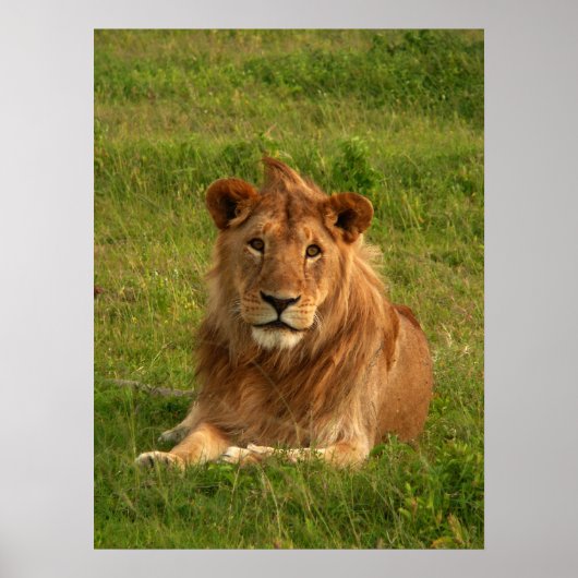 ライオンズアイ ポスター (正面)