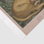 ライオンズアンドタイガースエフエメラデクページ 薄葉紙 (詳細)