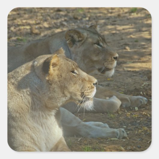 ライオンズシール スクエアシール (正面)