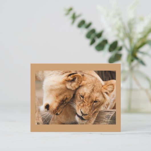 ライオンズハガキ2枚 ポストカード (スタンド正面)