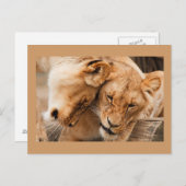 ライオンズハガキ2枚 ポストカード (正面/裏面)