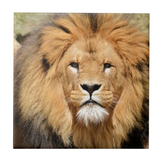 ライオンズヘッド タイル (正面)