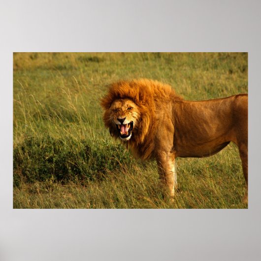ライオンズポスター ポスター (正面)