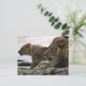 ライオンズポストカード ポストカード (スタンド正面)