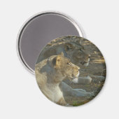 ライオンズマグネット マグネット (正面/裏面)