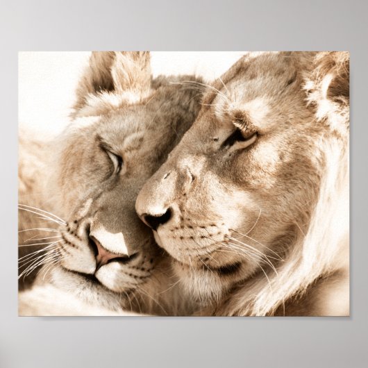 ライオンズラブSafari動物写真ポスター ポスター (正面)