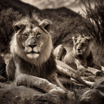 ライオンズレスト – 白黒ジグソーパズル