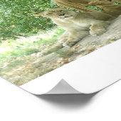 ライオンズ科 ポスター (角)