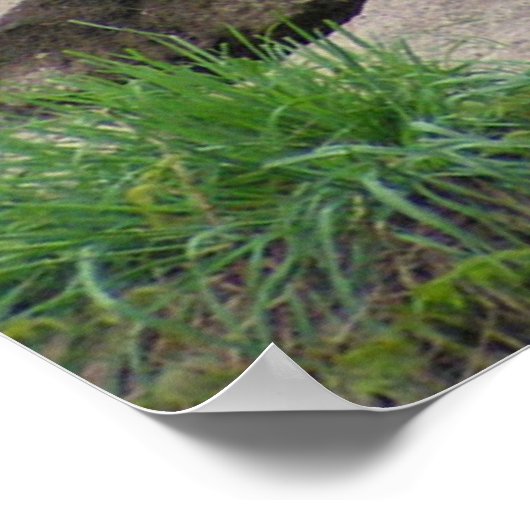 ライオンズ2頭 ポスター (角)