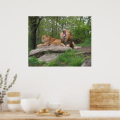 ライオンズ2頭 ポスター (キッチン)