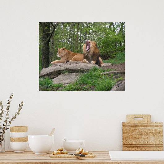 ライオンズ2頭 ポスター (キッチン)