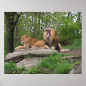 ライオンズ2頭 ポスター (正面)