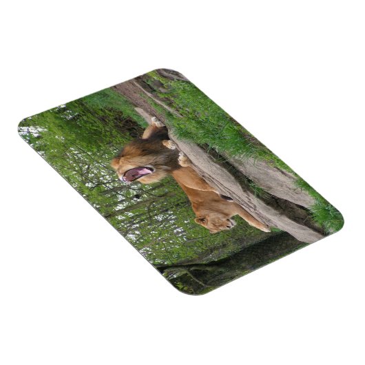 ライオンズ2頭 マグネット (右側)