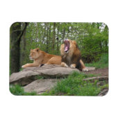 ライオンズ2頭 マグネット (横)