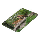 ライオンズ2頭 マグネット (左側)