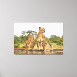 ライオンズ3杯 キャンバスプリント