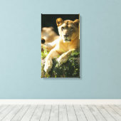 ライオンズ キャンバスプリント (インサイチュ (ウッドフロア))