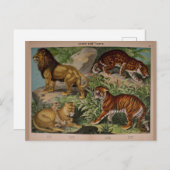 ライオンズ・タイガースヴィンテージアートエフェメラ ポストカード (正面/裏面)