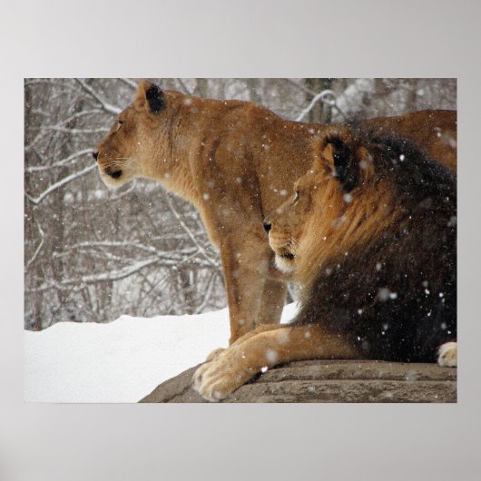 ライオンズ ポスター (正面)