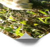 ライオンズ ポスター (角)