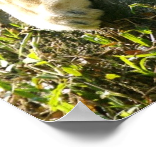 ライオンズ ポスター (角)