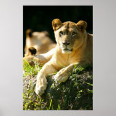 ライオンズ ポスター (正面)