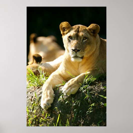 ライオンズ ポスター (正面)