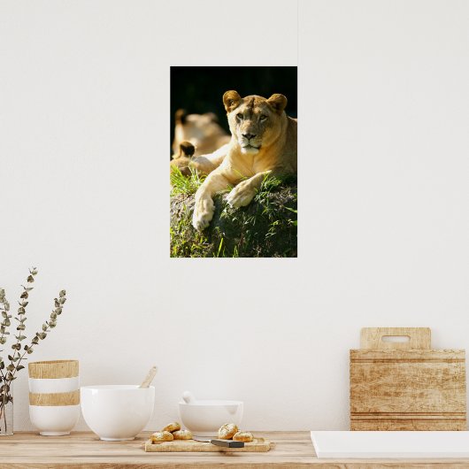 ライオンズ ポスター (キッチン)