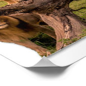 ライオンズ ポスター (角)