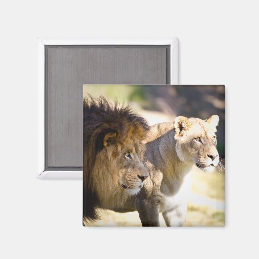 ライオンズ マグネット (正面/裏面)