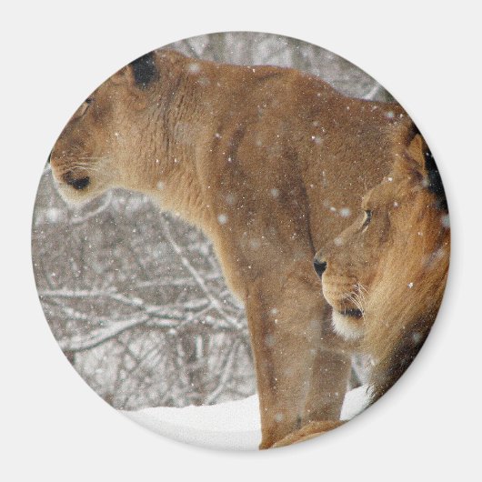 ライオンズ マグネット (正面)