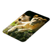 ライオンズ マグネット (左側)