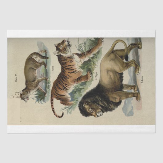 ライオンタイガープマエフエメラデクページ 薄葉紙 (正面)