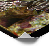 ライオンフィッシュのポスター ポスター (角)