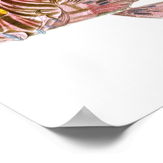 ライオンフィッシュプリントno. 8ビーチハウスデコールアート ポスター (角)