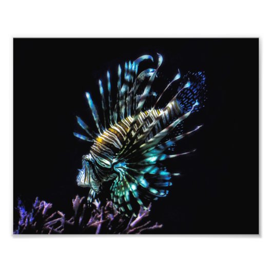ライオンフィッシュ泳ぎ フォトプリント            (正面)