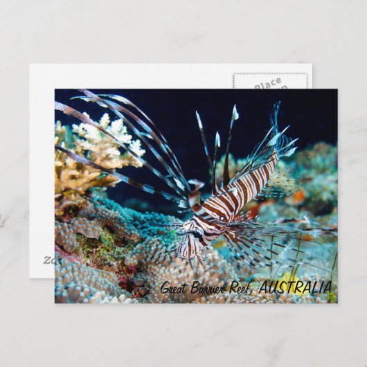 ライオンフィッシュ素晴らしオンザバリアリーフ葉書 ポストカード (正面/裏面)
