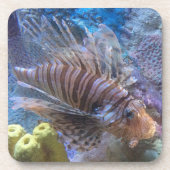 ライオンフィッシュ コースター (正面)