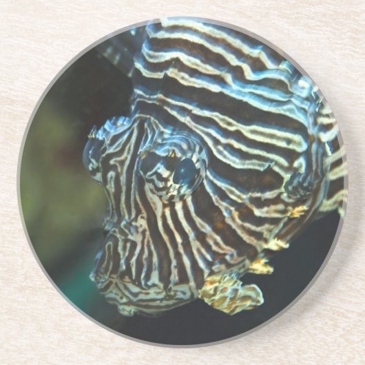 ライオンフィッシュ・コースター コースター (正面)