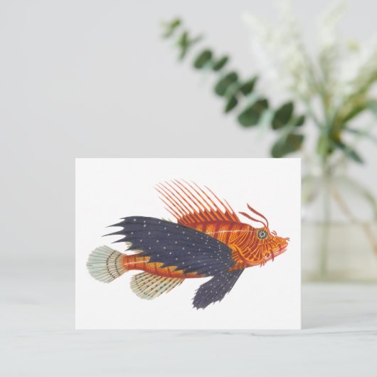 ライオンフィッシュ – プテレイス – ライオンフィッシュアンティーク版木、銅版、版画 ポストカード (スタンド正面)